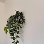 דירה 90 M2 With Balcony & Free Parking גרסדורף ביי וין